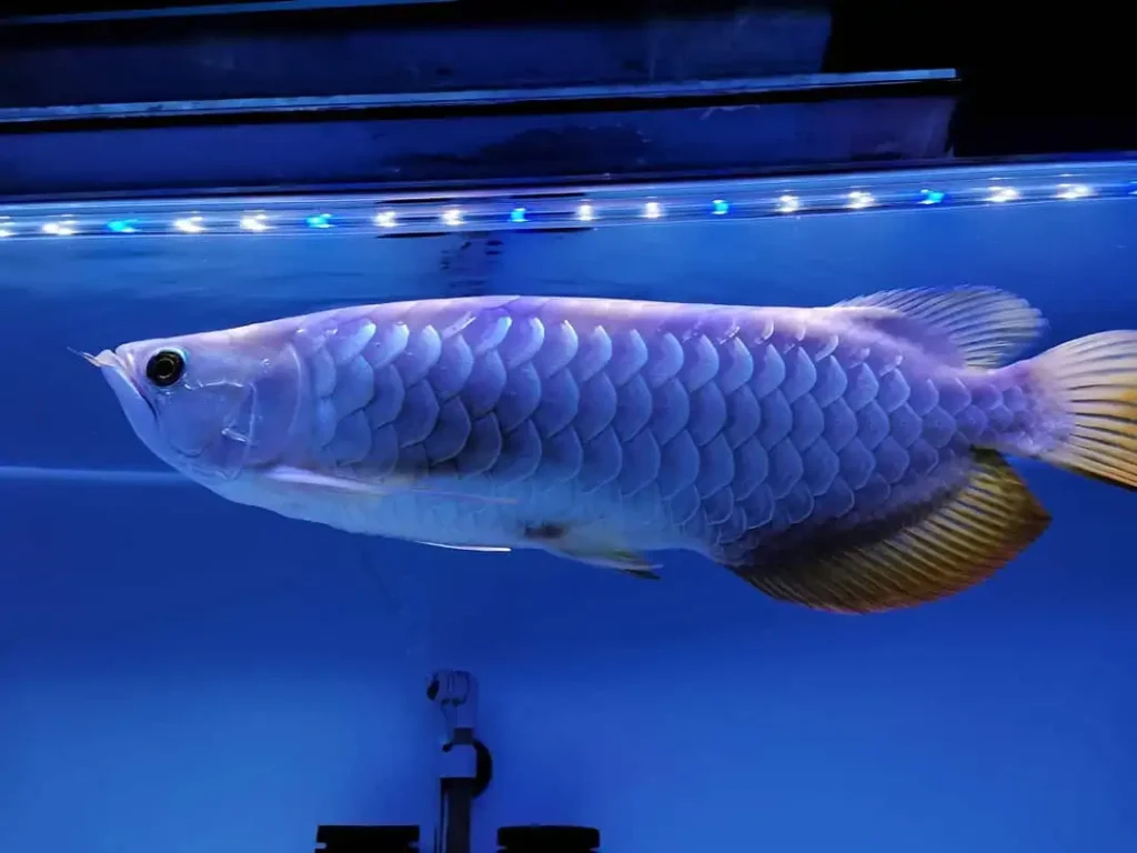 Arowana Fish